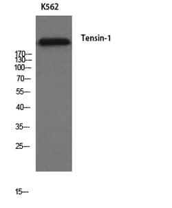 Invitrogen Tensin 1 Polyclonal Antibody 100 &mu;L; Unconjugated:Antibodies,
