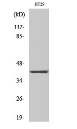 Invitrogen OR2A25 Polyclonal Antibody 100 &mu;L; Unconjugated:Antibodies,