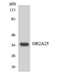Invitrogen OR2A25 Polyclonal Antibody 100 &mu;L; Unconjugated:Antibodies,