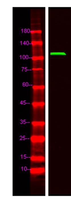 Invitrogen THRAP3 Polyclonal Antibody 100 &mu;L; Unconjugated:Antikroppar