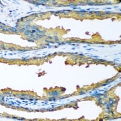Invitrogen CYP46A1 Polyclonal Antibody 100 &mu;L; Unconjugated:Antibodies,