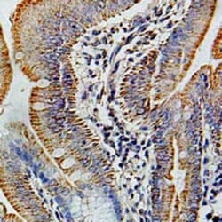 Invitrogen COX6B1 Polyclonal Antibody 100 &mu;L | Buy Online | Invitrogen&trade; | Fisher Scientific