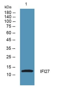 Invitrogen IFI27 Polyclonal Antibody 100 &mu;L; Unconjugated:Antibodies,