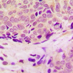 RPL37 Polyclonal Antibody, Invitrogen 100 &mu;L; Unconjugated:Antibodies,