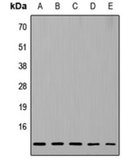 Invitrogen RPL37 Polyclonal Antibody 100 &mu;L | Buy Online | Invitrogen&trade; | Fisher Scientific