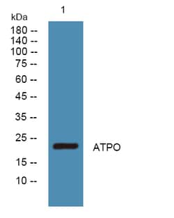 Invitrogen ATP Synthase O Polyclonal Antibody 100 &mu;L; Unconjugated:Antibodies,