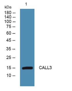 Invitrogen CALML3 Polyclonal Antibody 100 &mu;L; Unconjugated:Antibodies,