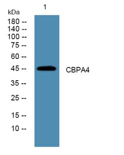 Invitrogen Carboxypeptidase A4 Polyclonal Antibody 100 &mu;L; Unconjugated:Antibodies,