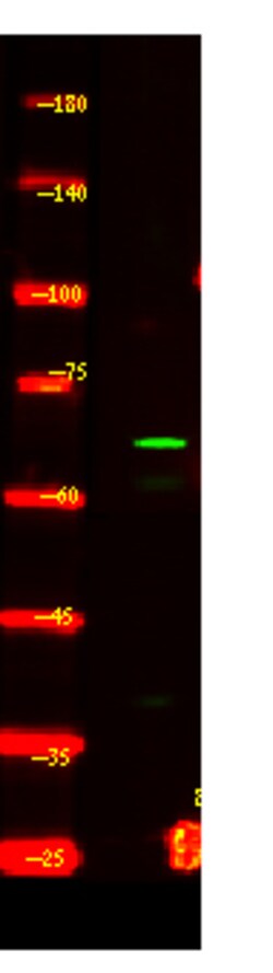 Invitrogen CEACAM20 Polyclonal Antibody 100 &mu;L | Buy Online | Invitrogen&trade; | Fisher Scientific
