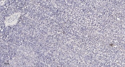 Invitrogen CEP250 Polyclonal Antibody 100 &mu;L; Unconjugated:Antibodies,