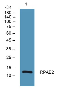Invitrogen POLR2F Polyclonal Antibody 100 &mu;L | Buy Online | Invitrogen&trade; | Fisher Scientific