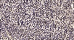 Invitrogen MARCH1 Polyclonal Antibody 100 &mu;L | Buy Online | Invitrogen&trade; | Fisher Scientific