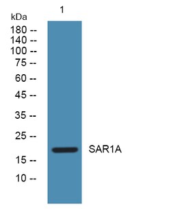 Invitrogen SAR1A Polyclonal Antibody 100 &mu;L; Unconjugated:Anticuerpos