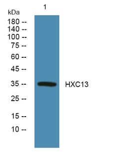 Invitrogen HOXC13 Polyclonal Antibody 100 &mu;L | Buy Online | Invitrogen&trade; | Fisher Scientific