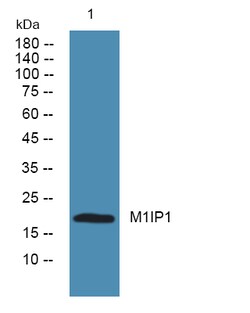 Invitrogen MID1IP1 Polyclonal Antibody 100 &mu;L; Unconjugated:Antibodies,