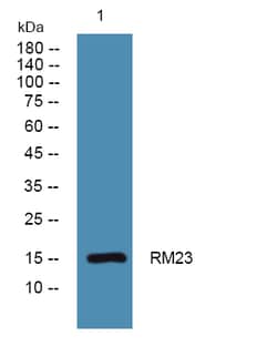 Invitrogen MRPL23 Polyclonal Antibody 100 &mu;L; Unconjugated:Antibodies,