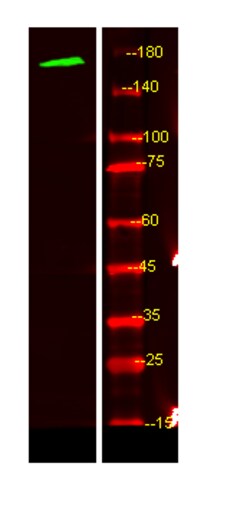Invitrogen MEGF6 Polyclonal Antibody 100 &mu;L; Unconjugated:Antibodies,