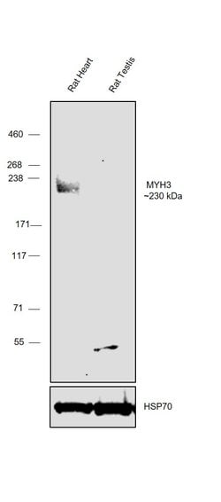 Invitrogen&trade;&nbsp;MYH3 Polyclonal Antibody