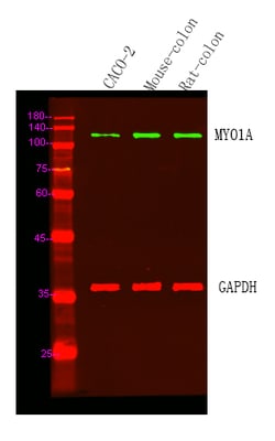 Invitrogen MYO1A Polyclonal Antibody 100 &mu;L; Unconjugated:Antibodies,