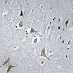 Invitrogen NDUFC1 Polyclonal Antibody 100 &mu;L; Unconjugated:Antibodies,