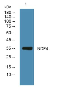 Invitrogen NEUROD4 Polyclonal Antibody 100 &mu;L; Unconjugated:Antibodies,