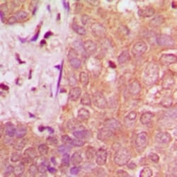 Invitrogen NAV1 Polyclonal Antibody 100 &mu;L; Unconjugated:Antibodies,