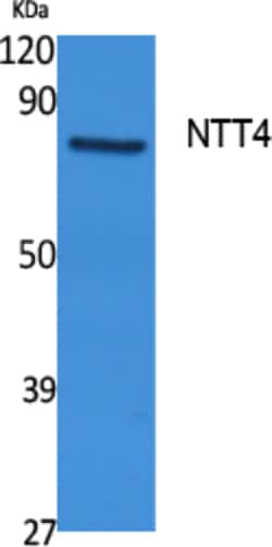 Invitrogen SLC6A17 Polyclonal Antibody 100 &mu;L; Unconjugated:Antibodies,