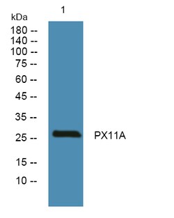 Invitrogen PEX11A Polyclonal Antibody 100 &mu;L; Unconjugated:Antibodies,