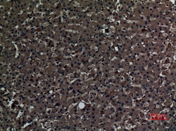 Invitrogen PAOX Polyclonal Antibody 100 &mu;L; Unconjugated:Antibodies,
