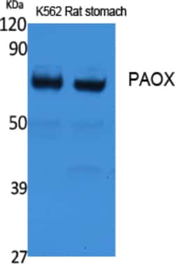 Invitrogen PAOX Polyclonal Antibody 100 &mu;L; Unconjugated:Antibodies,