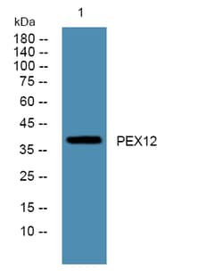 Invitrogen PEX12 Polyclonal Antibody 100 &mu;L; Unconjugated:Antibodies,