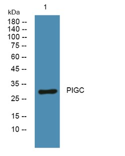 Invitrogen PIGC Polyclonal Antibody 100 &mu;L | Buy Online | Invitrogen&trade; | Fisher Scientific