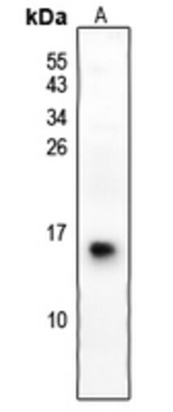 Invitrogen S100G Polyclonal Antibody 100 &mu;L; Unconjugated:Antibodies,