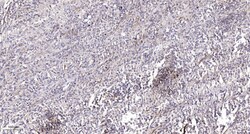 Invitrogen RAB1B Polyclonal Antibody 100 &mu;L; Unconjugated:Antibodies,