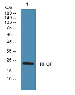Invitrogen RhoF Polyclonal Antibody 100 &mu;L; Unconjugated:Anticuerpos