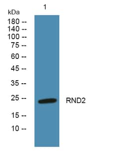 Invitrogen RND2 Polyclonal Antibody 100 &mu;L | Buy Online | Invitrogen&trade; | Fisher Scientific