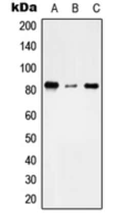 Invitrogen TMC7 Polyclonal Antibody 100 &mu;L; Unconjugated:Anticuerpos