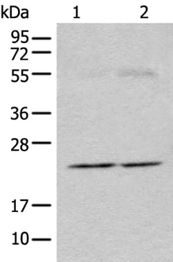 Invitrogen CAPS1 Polyclonal Antibody 100 &mu;L; Unconjugated:Antibodies,