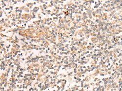 Invitrogen CASS4 Polyclonal Antibody 100 &mu;L; Unconjugated:Antibodies,