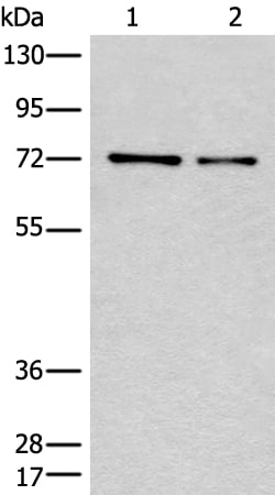 Invitrogen CCNK Polyclonal Antibody 100 &mu;L; Unconjugated:Anticuerpos
