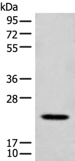 Invitrogen CD300e Polyclonal Antibody 100 &mu;L | Buy Online | Invitrogen&trade; | Fisher Scientific