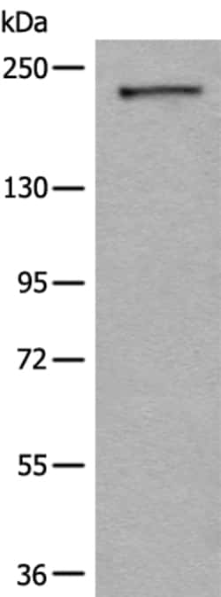 Invitrogen MRCK alpha Polyclonal Antibody 100 &mu;L; Unconjugated:Antibodies,