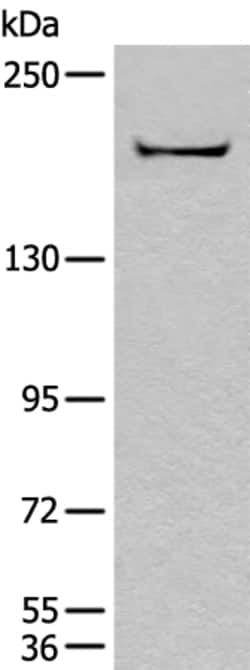 Invitrogen CNTNAP1 Polyclonal Antibody 100 &mu;L; Unconjugated:Antibodies,