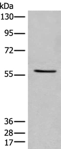 Invitrogen IFFO2 Polyclonal Antibody 100 &mu;L; Unconjugated:Antibodies,