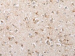 Invitrogen PCDHGB5 Polyclonal Antibody 100 &mu;L; Unconjugated:Antibodies,
