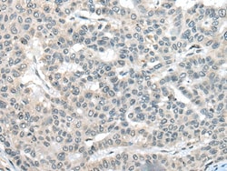 Invitrogen UCN3 Polyclonal Antibody 100 &mu;L; Unconjugated:Antibodies,