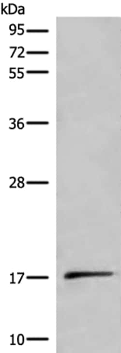 Invitrogen UCN3 Polyclonal Antibody 100 &mu;L; Unconjugated:Antibodies,