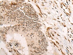 Invitrogen VGLL3 Polyclonal Antibody 100 &mu;L; Unconjugated:Antibodies,