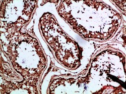 Invitrogen INSL3 Polyclonal Antibody 100 &mu;L; Unconjugated:Antibodies,