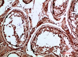 Invitrogen INSL3 Polyclonal Antibody 100 &mu;L; Unconjugated:Antibodies,